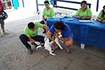 Campanha de Vacinação  2013 - Medicina Veterinária