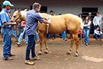 Visita técnica Rancho TA Quarto de Milha - Medicina  Veterinária