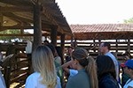 Dia de Campo - Medicina Veterinária