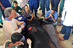 Semana Acadêmica de Medicina Veterinária -  OBVet