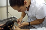 Campanha de Esterilização 2014.1 - Hospital Veterinário