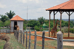 Visita Técnica Veterinária - Zoológico de Brasília/DF