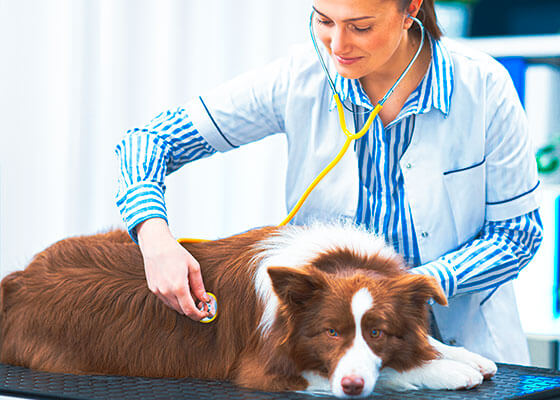 Hospital Veterin&aacute;rio